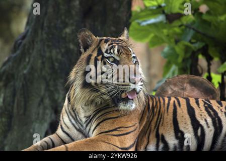 Nahaufnahme des sumatra-Tigers Stockfoto