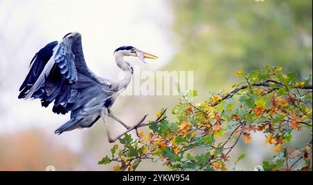 Egretta Garzetta fing einen Fisch im Wasser und flog einen Baum hinauf, um ihn zu essen, das beste Foto. Stockfoto