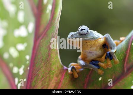 Grüner Baum fliegender Frosch (Rhacophorus reinwarditii), der auf einem Blatt sitzt Stockfoto