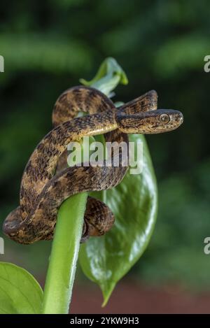 Schnecke fresst Schlange mit Beute Stockfoto