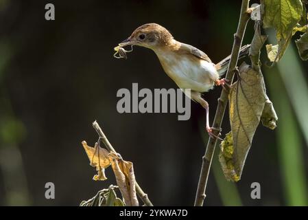 Der goldköpfige Cisticola-Vogel bringt Futter für ihr Küken Stockfoto