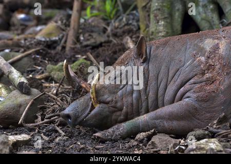 Nahaufnahme eines Babirusa Sulawesi Utara (Babyrousa celebensis) Stockfoto