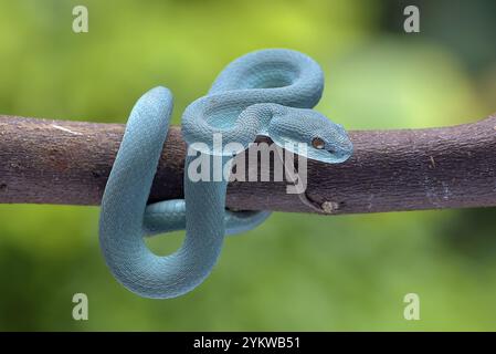 Kleine Sunda-Grubenviper (Trimeresurus insularis), gewickelt auf einem Baumzweig Stockfoto