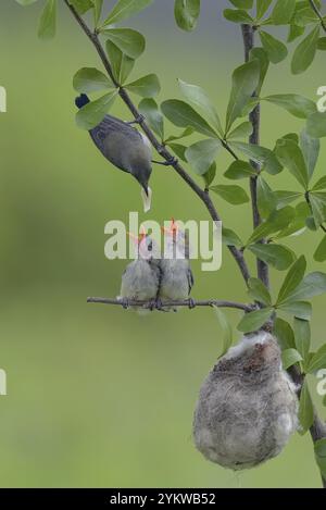 Die scharlachköpfigen Spechte bringen ihren Küken Nahrung Stockfoto