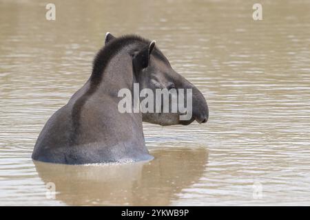 Flachland-Tapir (Tapirus terrestris), Baden, Abkühlen im Wasser, Pantanal, Binnenland, Feuchtgebiet, UNESCO-Biosphärenreservat, Weltkulturerbe Stockfoto