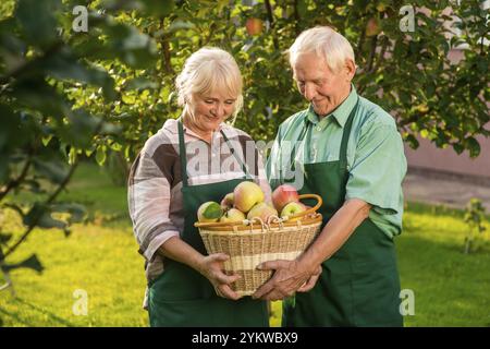 Ein Paar hält einen Apfelkorb. Senioren Gärtner in Schürzen. Der Reichtum in unseren Händen Stockfoto