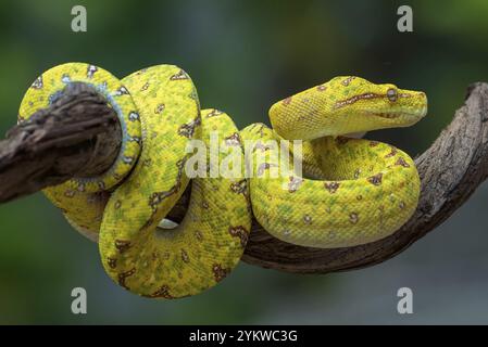 Grüner Baum Phyton Stockfoto