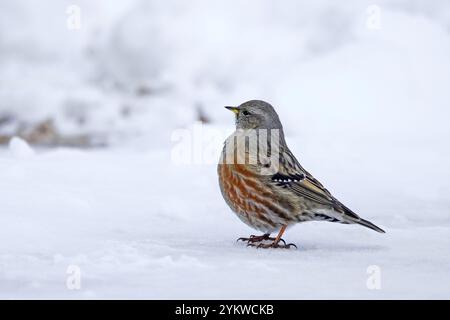 alpenakzentor (Prunella collaris) erwachsener Vogel, der im Winter in den Alpen im Schnee auf der Suche ist Stockfoto