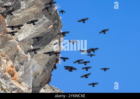 Herde von Alpenkeuchen / gelbschnabelkeuchen (Pyrrhocorax graculus), die im Winter in den Alpen entlang der Felswände fliegen Stockfoto