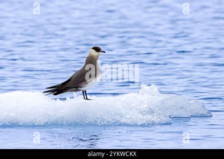 Arctic skua / Parasitic skua / Parasitic jaeger / Arctic jaeger (Stercorarius parasiticus) erwachsener, der im Sommer auf Eisschollen ruht, Svalbard / Spitzbergen Stockfoto