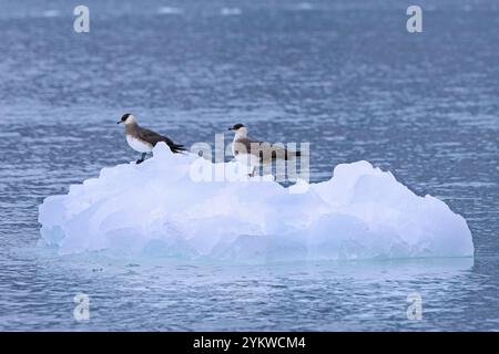 Zwei arktische Skuas / parasitische Skua / parasitische jäger / Arktische jaeger (Stercorarius parasiticus), die im Sommer auf Eisschollen ruhen, Spitzbergen Stockfoto