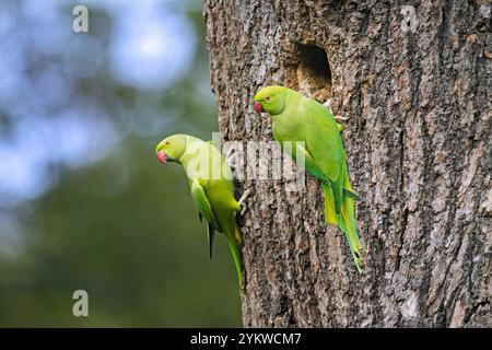 Zwei Rosenringsittiche / Ringhalsiche / Ringhalsige Papageien / Kramer Papageien (Psittacula krameri) am Eingang des Nestes im Baum Stockfoto