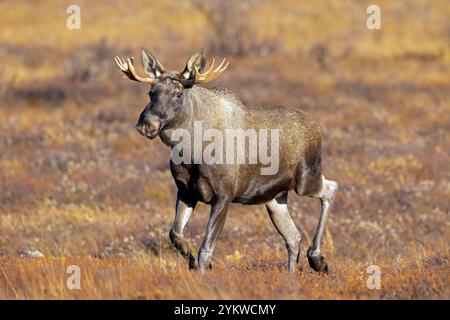 Elche / Elche (Alces alces), junger Bulle / männlich mit kleinen Geweihen auf der Tundra im Herbst / Herbst, Schweden, Skandinavien Stockfoto