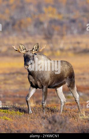 Elche / Elche (Alces alces), junger Bulle / männlich mit kleinen Geweihen auf der Tundra im Herbst / Herbst, Schweden, Skandinavien Stockfoto