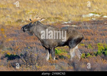 Elche / Elche (Alces alces), erwachsener Bulle / männlicher Fang auf der Tundra im Herbst / Herbst, Schweden, Skandinavien Stockfoto