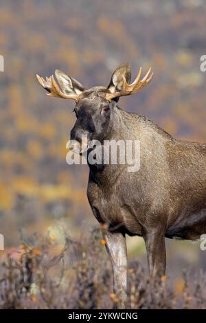 Elche / Elche (Alces alces), junger Bulle / männlich mit kleinen Geweihen auf der Tundra im Herbst / Herbst, Schweden, Skandinavien Stockfoto