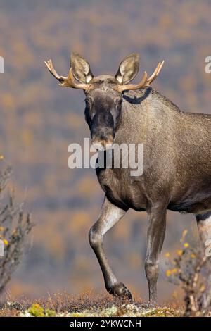 Elche / Elche (Alces alces), junger Bulle / männlich mit kleinen Geweihen auf der Tundra im Herbst / Herbst, Schweden, Skandinavien Stockfoto