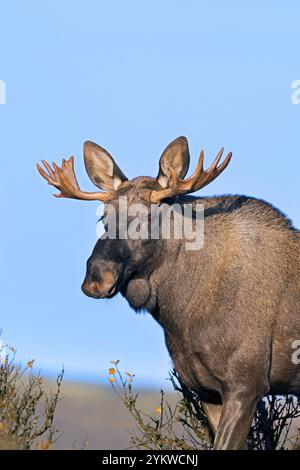 Elche / Elche (Alces alces), junger Bulle / männlich mit kleinen Geweihen auf der Tundra im Herbst / Herbst, Schweden, Skandinavien Stockfoto