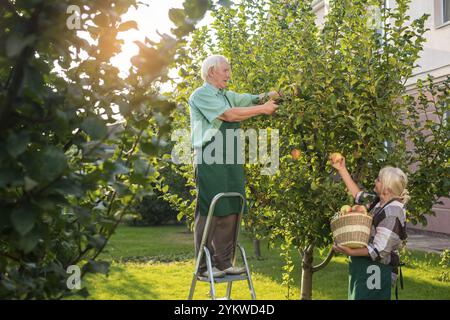 Ältere Gärtner pflücken Äpfel. Mann, der auf der Trittleiter steht. Arbeiten Sie im Garten Stockfoto