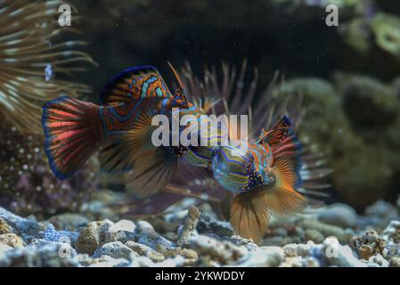 Mandarinenfische mit korallenfarbenem Hintergrund Stockfoto