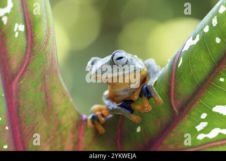 Grüner Baum fliegender Frosch (Rhacophorus reinwarditii), der auf einem Blatt sitzt Stockfoto