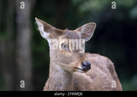 Nahaufnahmen von weiblichen Sambarhirschen Stockfoto