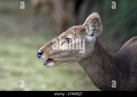 Nahaufnahmen von weiblichen Sambarhirschen Stockfoto