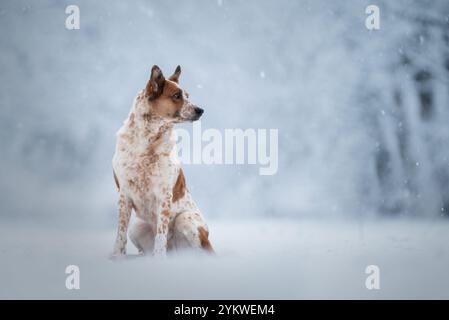 Winter-Hund Stockfoto