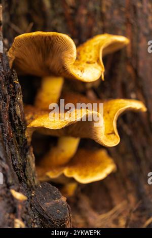 Honigpilz, überreichlich, essbar, Baumpilz, Pilz, Armillaria Mellea, schlachtet alte, kranke Bäume, Waldböden, Wirbellose, Bauböden. Stockfoto