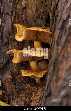 Honigpilz, überreichlich, essbar, Baumpilz, Pilz, Armillaria Mellea, schlachtet alte, kranke Bäume, Waldböden, Wirbellose, Bauböden. Stockfoto