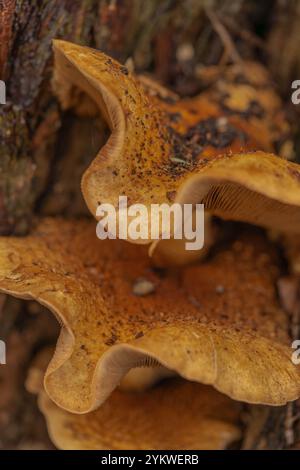 Honigpilz, überreichlich, essbar, Baumpilz, Pilz, Armillaria Mellea, schlachtet alte, kranke Bäume, Waldböden, Wirbellose, Bauböden. Stockfoto