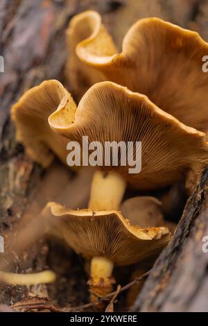 Honigpilz, überreichlich, essbar, Baumpilz, Pilz, Armillaria Mellea, schlachtet alte, kranke Bäume, Waldböden, Wirbellose, Bauböden. Stockfoto