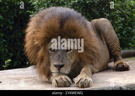 Nahaufnahme eines afrikanischen Löwen Stockfoto