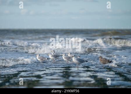 Vogel Stockfoto