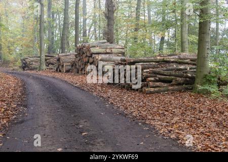 In einem bunten Herbstwald befinden sich große Stapel von Baumstämmen neben einer unbefestigten Straße Stockfoto