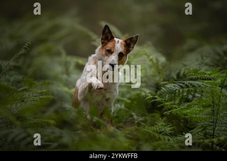 Winkender Hund Stockfoto