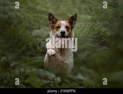 Winkender Hund Stockfoto