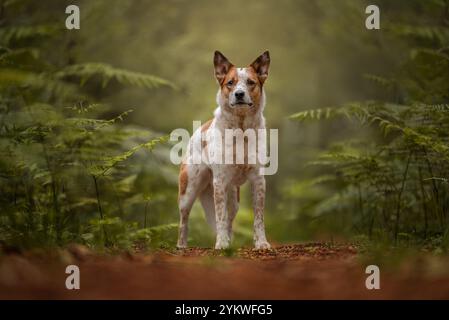 Hund in Farnen Stockfoto