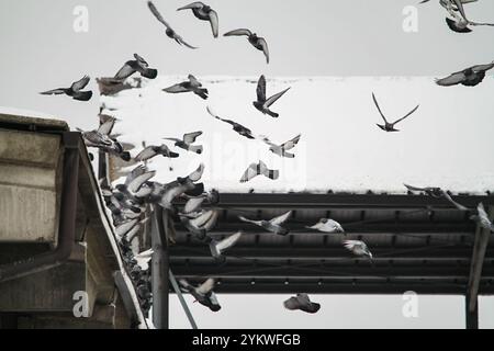 Taubenherde, die an einem verschneiten Tag von einem Dach fliegen. Urbane Tierwelt mit Tauben, die in einer Gruppe in der Nähe von schneebedeckten Gebäuden fliegen. Stockfoto