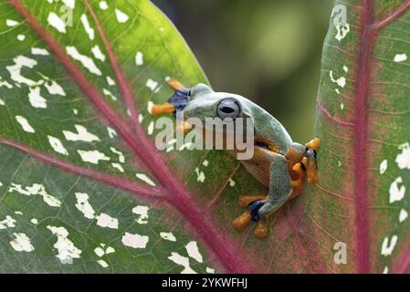 Grüner Baum fliegender Frosch (Rhacophorus reinwarditii), der auf einem Blatt sitzt Stockfoto