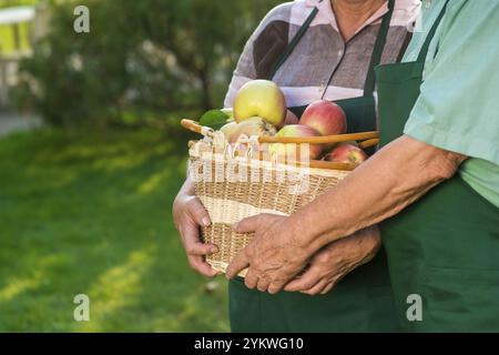 Ältere Hände halten Apfelkorb. Mann und Frau in Schürzen Stockfoto