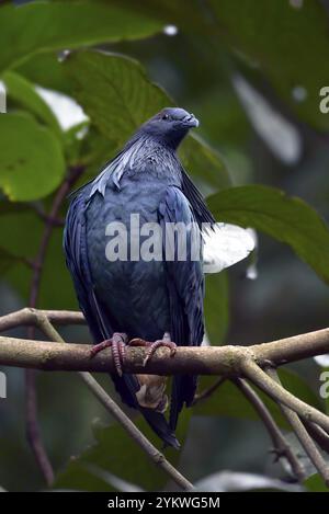 Nahaufnahme einer nicobar-Taube Stockfoto