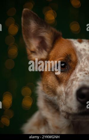 Weihnachten Hund Stockfoto