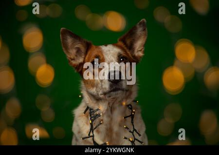 Weihnachten Hund Stockfoto