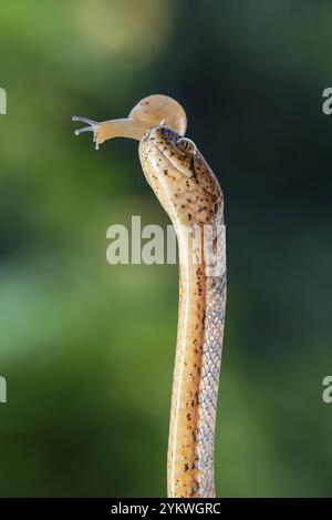 Schnecke fresst Schlange mit Beute Stockfoto