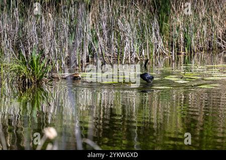 Ein schwarzer Wasservogel läuft über einen Teich, der von Schilf und grünen Lilien umgeben ist, und schafft eine reflektierende Szene im Wasser. Das Gebiet ist reich an Vegetation, o Stockfoto