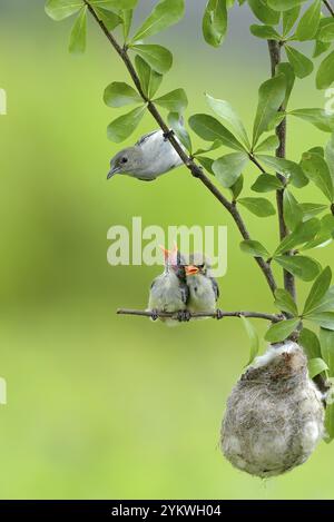 Weibliche scharlachköpfige Blütenpecker bringen ihren Küken Nahrung Stockfoto