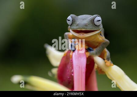 Schwarzer Webfrosch auf einer Blume Stockfoto