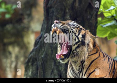 Sumatra-Tiger mit weit geöffnetem Mund Stockfoto