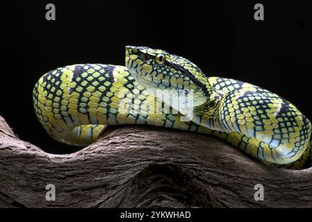 Die Wagler's Pit Viper auf schwarzem Hintergrund Stockfoto